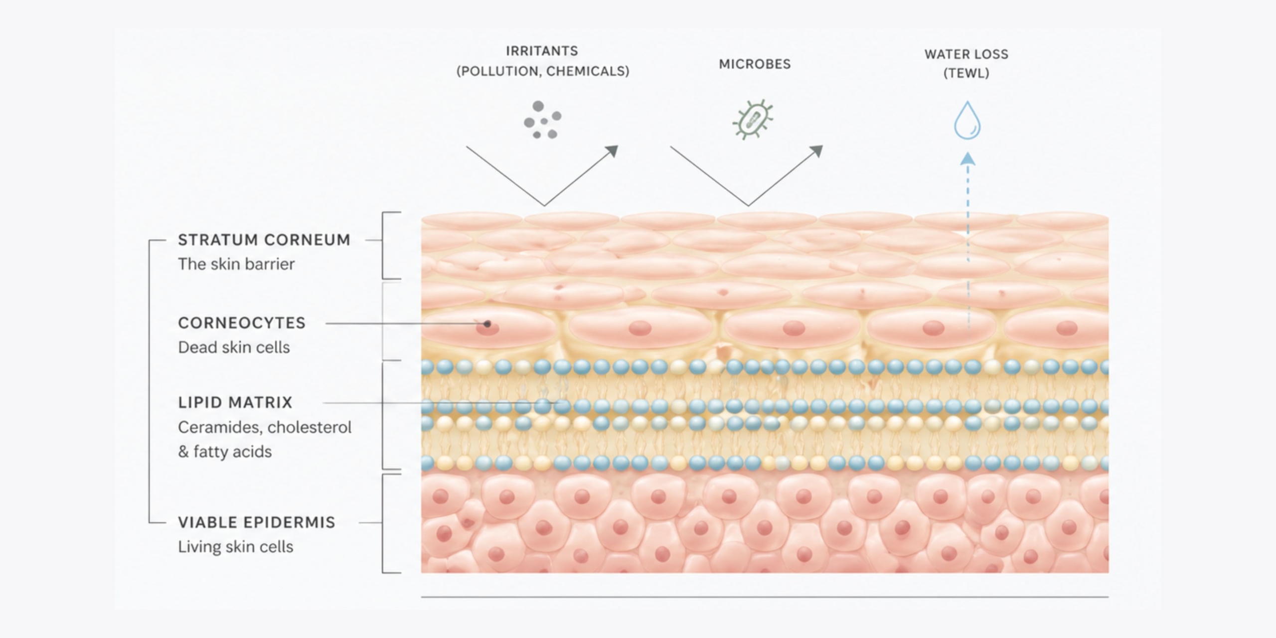 A diagram showing the function of the skin barrier