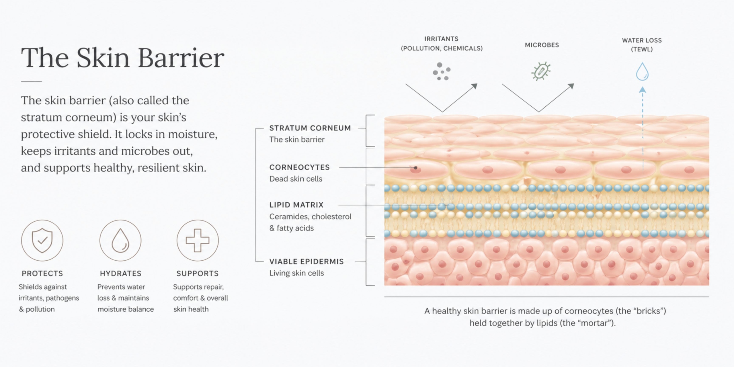 A detailed diagram of the skin and skin barrier